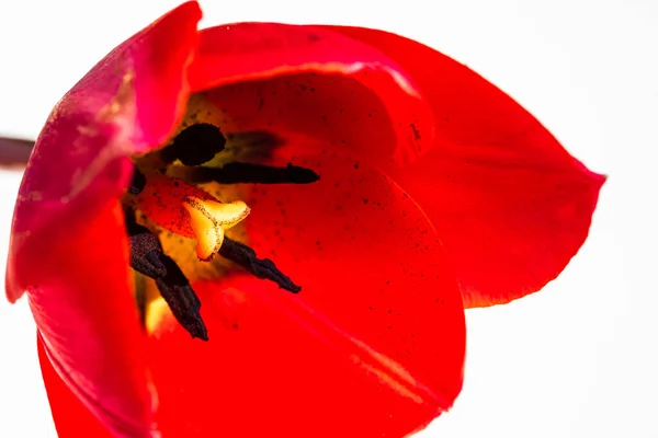 Macro Tiro Uma Tulipa Vermelha Isolada Tulipa Pistil Perto Detalhes — Fotografia de Stock