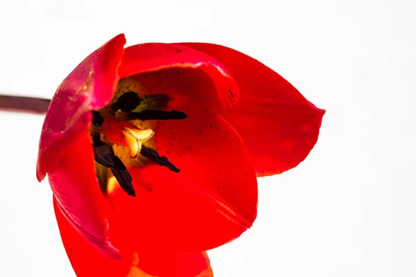 Plan Macro Une Tulipe Rouge Isolée Tulipe Pistil Près Détails — Photo