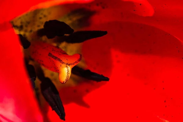Macro Shot Red Tulip Isolated Tulip Pistil Close Details Red — Stock Photo, Image