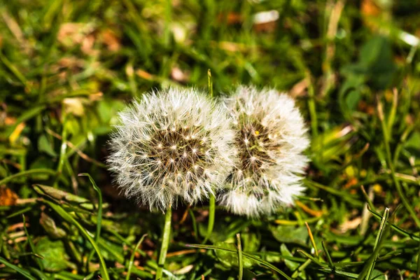 Fleurs Pissenlit Sur Champ Foyer Peu Profond — Photo