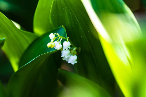 Vadi Zambağı Convallaria Majalis Bir Bahçede Çiçek Açıyor Yakın Plan — Stok fotoğraf