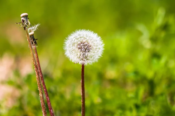 Fleur Pissenlit Sur Champ Isolé Sur Fond Flou — Photo