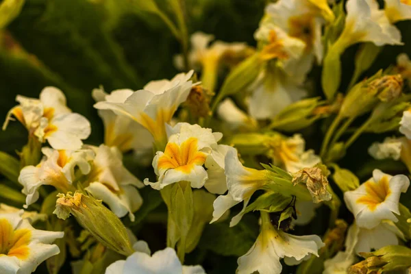 Primrose Yakın Issız Bir Bahçede Primula Çiçekleri — Stok fotoğraf
