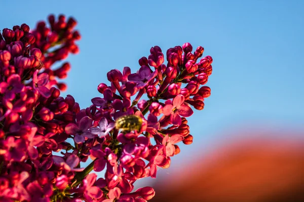 ぼやけた背景に孤立したピンクライラックの花の終わり — ストック写真