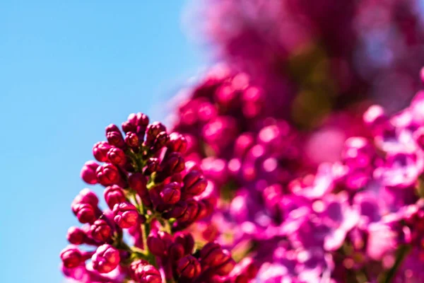 ぼやけた背景に孤立したピンクライラックの花の終わり — ストック写真