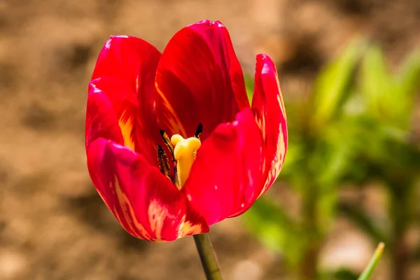 Kırmızı Lale Çiçeğinin Yakın Plan Görüntüsü Bulanık Makro Lale Iğnesi — Stok fotoğraf