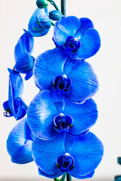 Lähikuva Kuva Sininen Orkidea Eristetty — kuvapankkivalokuva