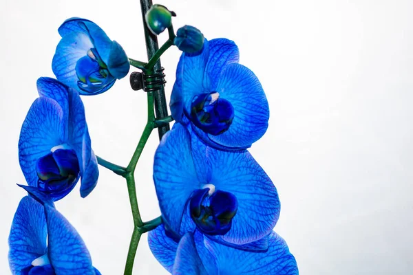 Güzel ve mavi orkide çiçekleri. Phalaenopsis izole edilmiş, detaylandırılmış ve yakın plan fotoğrafı..