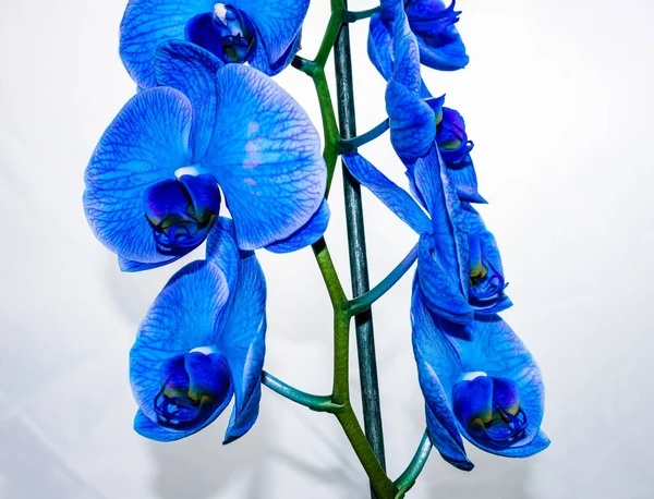 Schöne Und Blaue Zarte Orchideenblumen Phalaenopsis Isoliert Detail Und Nahaufnahme — Stockfoto