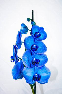 Güzel ve mavi orkide çiçekleri. Phalaenopsis izole edilmiş, detaylandırılmış ve yakın plan fotoğrafı..