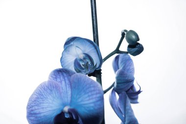 Güzel ve mavi orkide çiçekleri. Phalaenopsis izole edilmiş, detaylandırılmış ve yakın plan fotoğrafı..