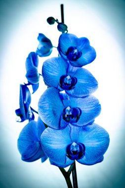 Güzel ve mavi orkide çiçekleri. Phalaenopsis izole edilmiş, detaylandırılmış ve yakın plan fotoğrafı..