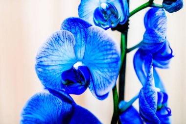 Güzel ve mavi orkide çiçekleri. Phalaenopsis izole edilmiş, detaylandırılmış ve yakın plan fotoğrafı..