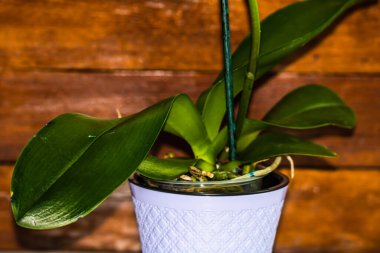 Genç ve sağlıklı kökler ve çiçek saksısında falaenopsis orkidesi yaprakları. Organ nakli, bahçe işleri, bitki bakımı konsepti..