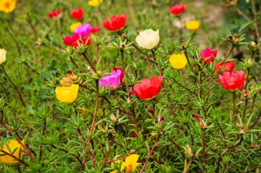 Renkli bahar çiçeklerini kapatın ve yeşil yaprakların bulanık arka planına odaklanın. Bahar zamanı konsepti. Bahar çiçeklerinin karışımı