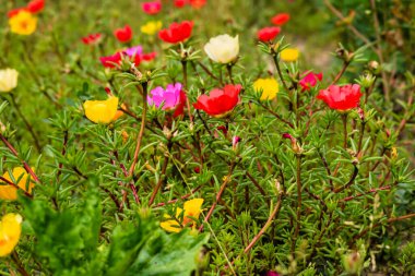 Renkli bahar çiçeklerini kapatın ve yeşil yaprakların bulanık arka planına odaklanın. Bahar zamanı konsepti. Bahar çiçeklerinin karışımı