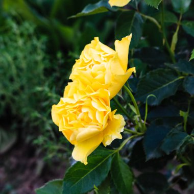 Parlak çiçek açan sarı gül ve yeşil yaprakların arka planı nın yakın.