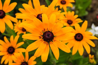 Bir bahçe ve yeşil yaprakların arka plan güzel sarı yaz çiçekleri yakın.