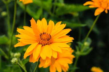 Bir bahçe ve yeşil yaprakların arka plan güzel sarı yaz çiçekleri yakın.