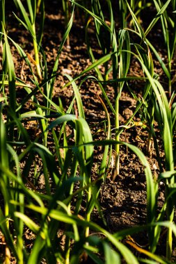 Taze soğanlar sebze bahçesinde yetişir, organik olarak soğan yetiştirilir.