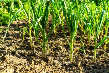 Taze soğanlar sebze bahçesinde yetişir, organik olarak soğan yetiştirilir.