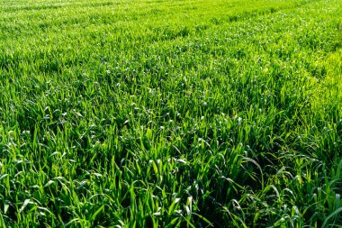 Buğday tarlası ve tarım kavramının ayrıntıları