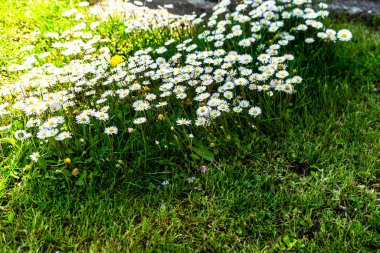 Bahar zamanı, bahçede çiçek ağaçları.