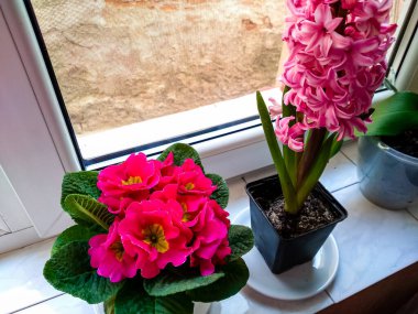 Güzel bahar leylak çiçekleri. Leylak çiçeği.