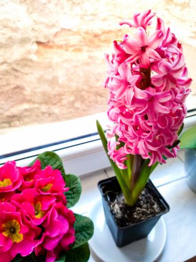 Güzel bahar leylak çiçekleri. Leylak çiçeği.