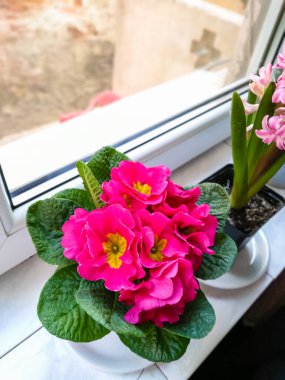 Güzel bahar leylak çiçekleri. Leylak çiçeği.