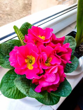 Güzel bahar leylak çiçekleri. Leylak çiçeği.