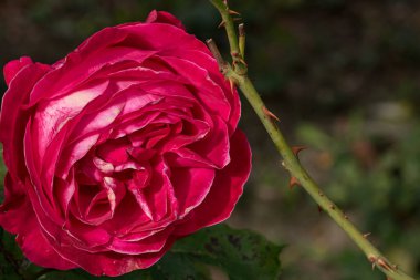Bahçede izole edilmiş renkli bir gül. Kopya alanı var. Rose arka plan duvar kağıdını izole etti.
