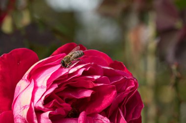 Bahçede izole edilmiş renkli gül yapraklarının üzerinde kopya alanı olan bir arı. Rose arka plan duvar kağıdını izole etti.