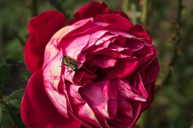 Bahçede izole edilmiş renkli gül yapraklarının üzerinde kopya alanı olan bir arı. Rose arka plan duvar kağıdını izole etti.