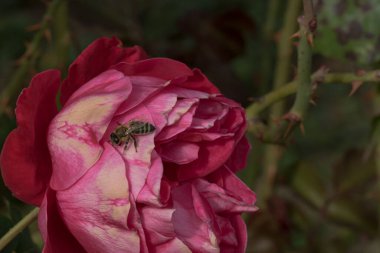 Bahçede izole edilmiş renkli gül yapraklarının üzerinde kopya alanı olan bir arı. Rose arka plan duvar kağıdını izole etti.