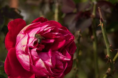 Bahçede izole edilmiş renkli gül yapraklarının üzerinde kopya alanı olan bir arı. Rose arka plan duvar kağıdını izole etti.