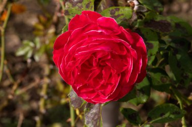 Bahçede izole edilmiş renkli bir gül. Kopya alanı var. Rose arka plan duvar kağıdını izole etti.