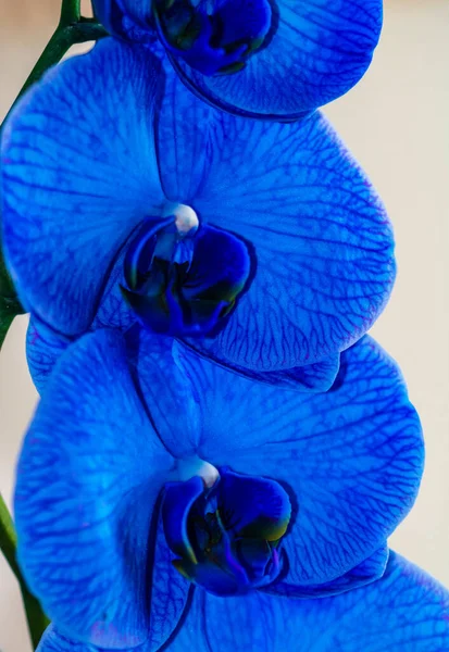 Fiori Orchidea Delicati Belli Blu Phalaenopsis Isolato Dettaglio Foto Vicino — Foto Stock