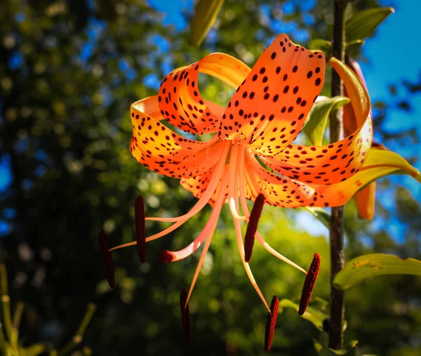 Orange spotted lily (Tiger lily) in the garden on a sunny day..