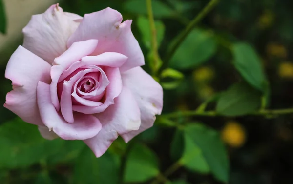 Κλείστε Φωτογραφία Ενός Όμορφου Πορφυρού Τριαντάφυλλου Στον Κήπο Και Φόντο — Φωτογραφία Αρχείου