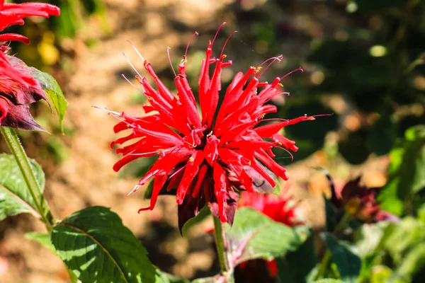 Close Colorful Spring Red Flower Selective Focus Blurred Background Green — Stock Photo, Image