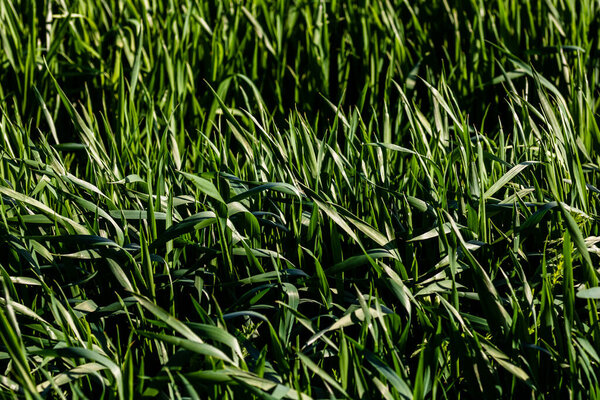 Detail of wheat field and farming concept