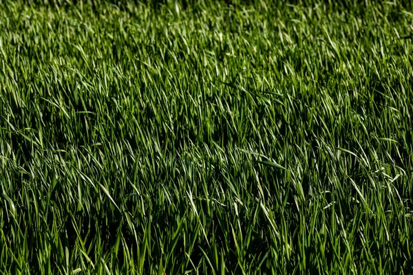 Detail Wheat Field Farming Concept — Stock Photo, Image