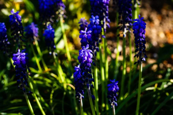Bahçede Bahar Çiçekleri Kırsal Yaşam — Stok fotoğraf