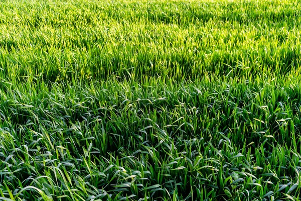 Buğday tarlası ve tarım kavramının ayrıntıları
