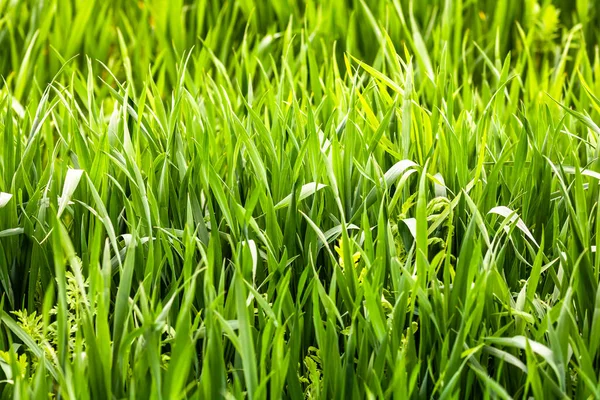 Buğday tarlası ve tarım kavramının ayrıntıları