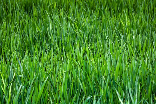 Detalhe Campo Trigo Conceito Agricultura — Fotografia de Stock