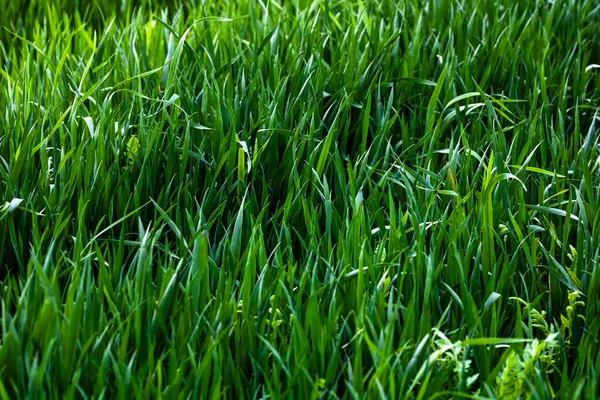 Detalhe Campo Trigo Conceito Agricultura — Fotografia de Stock