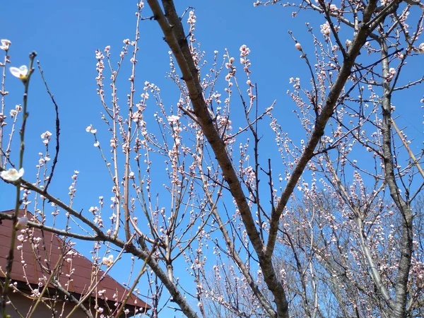 Schöne Zarte Baumblüten Blühen Frühlingszeit Mit Blühenden Bäumen — Stockfoto