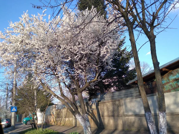 Vackra Fina Träd Blommor Blommar Vår Tid Med Blommande Träd — Stockfoto